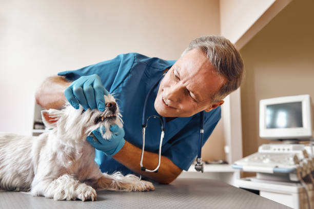 Best Weekend Emergency Dentist in Lillian, AL